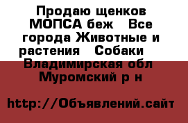 Продаю щенков МОПСА беж - Все города Животные и растения » Собаки   . Владимирская обл.,Муромский р-н